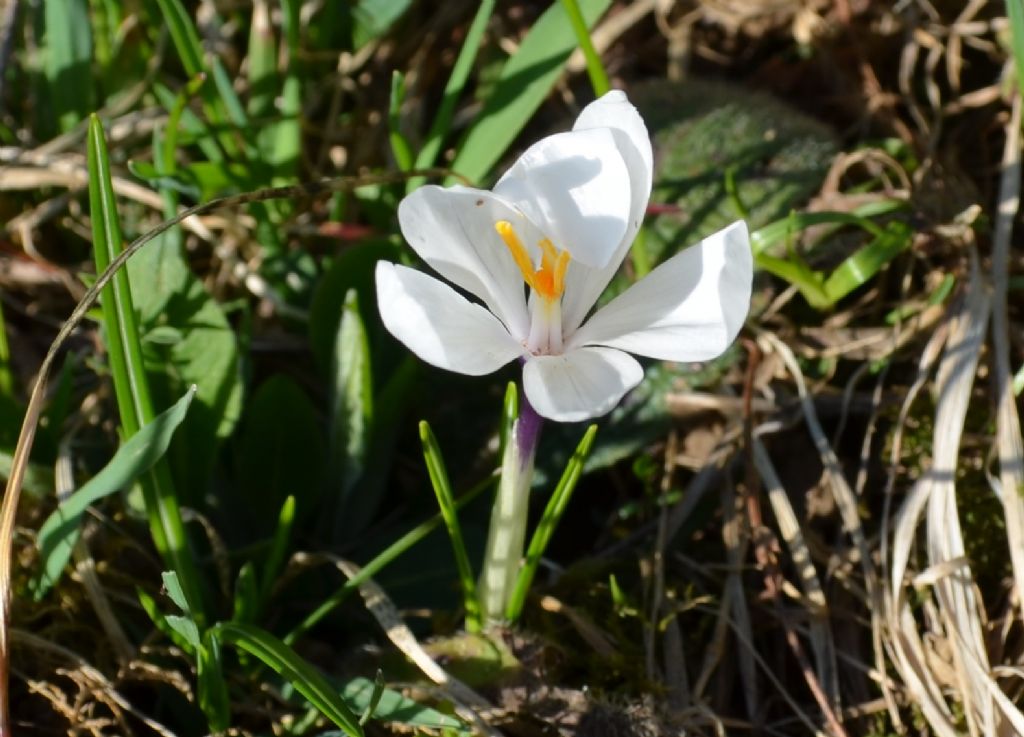 Crocus vernus  / Zafferano alpino